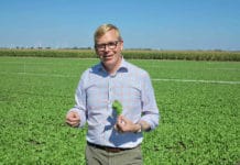 Popeyes Leibspeise: „Dopingverdacht“