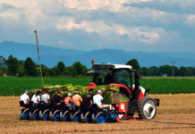 Erntehelfer: Vorerst keine Anzeichen für Fernbleiben