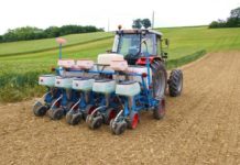 Anbautipp: Sorghum braucht warmen Boden