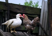 In Österreich lebt das glücklichste Geflügel