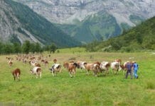 Hirtinnen und Hirten verdienen höchste Anerkennung und keine negativen Schlagzeilen