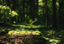 Bundesforste pflanzen 1,5 Millionen Jungbäume