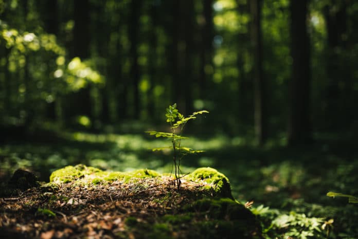 Young Rowan Tree Seedling Grow From Old Stump In Poland Forest.