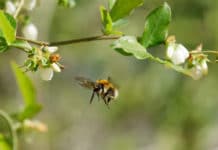 Lichtverschmutzung beeinflusst pflanzenbestäubende Insekten