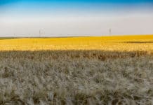 Moskau will bis zu 12 Millionen Hektar neue Äcker