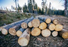 Rumänien: Kritik an illegaler Holzernte