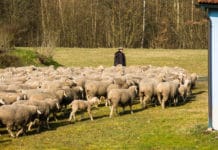 Unrentable Schäferei