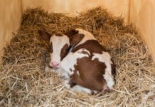 Nie wieder Kälberdurchfall