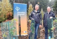 Klimafitter Bergwald schlägt in Tirol Wurzeln