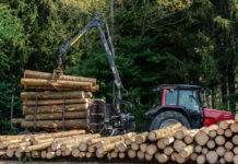 Entspannung beim Schadholz und Anspannung am Markt
