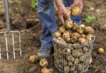 Lichtblick für Erdäpfel-, Gemüse- und Obstbauern
