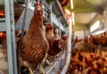 Bernhuber: „Gezielter Antibiotika-Einsatz in Tiermedizin notwendig“