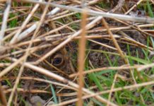 Jungtiere: Jäger appellieren auf Rücksichtnahme