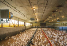 Geflügelmast: „Wir wollen raus aus der fossilen Energie“