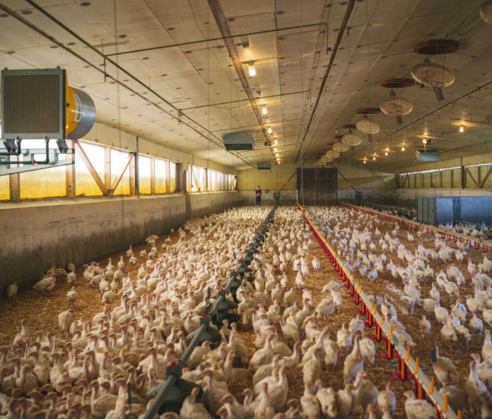 Putenstall Konventionell ZAG C AMA Marketing Web