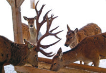 Im Vorjahr weniger Tbc-Fälle im Lechtal