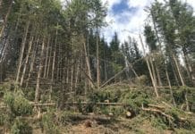 Waldfonds unterstützt die Tiroler Wälder