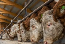 Neuzulassung von tierischem Eiweiß in Fütterung wird diskutiert