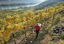 Weinernte um drei Prozent gestiegen