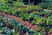 Jetzt ist Zeit zum Planen: Welches Gemüse wohin?