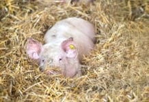 Pionierprojekt: Gustino-Schweine verzichten auf Gen-Soja