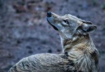 Petition gegen Wolf geht in Brüssel in die nächste Runde