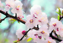 Obstbauern dürften mit blauem Auge davonkommen