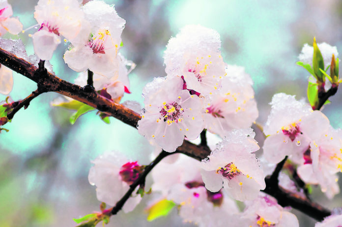 Flowers Apricot Tree In Spring Covered Last Snow