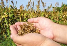 Körner-Sorghum ist ein wertvolles Futtermittel