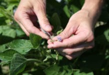 Erfolgreiche Sojazüchtungen aus Österreich