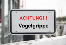 Urfahr: Geflügelinfluenza in Privathaltung festgestellt