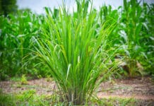 Forschungsprojekt: Rinder stoßen durch Zitronengras im Futter weniger Methan aus