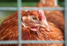 Schmiedtbauer/Bernhuber: “Schluss mit der Käfighaltung bei Geflügel”