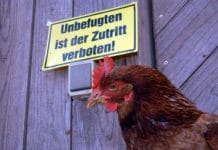 Geflügelpest: Risikogebiete werden aufgehoben