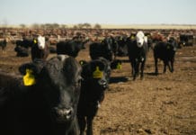 Argentinien beschloss Rindfleisch-Exportregister