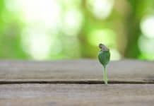 Äpfel und Kürbisse werden noch gesünder