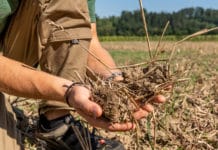 Landwirtschaft als Klimaretter?