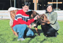 Kalbfleisch: Produktion aus Holland zurückholen