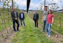 Totalschaden bei den Marillen