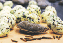 Da ist der Wurm drin!