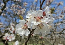 Sorge vor Spätfrost-Folgen