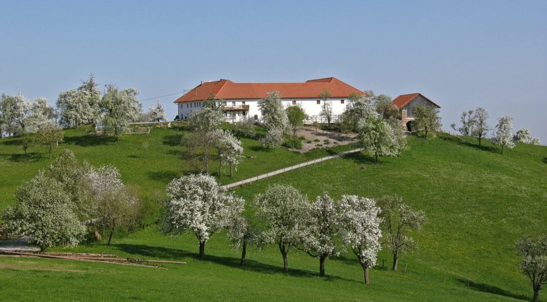 Mostobst Bluete 1 ID30073