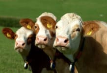 Rinderzucht: Verbesserte Zuchtwerte im “Single Step”-Verfahren