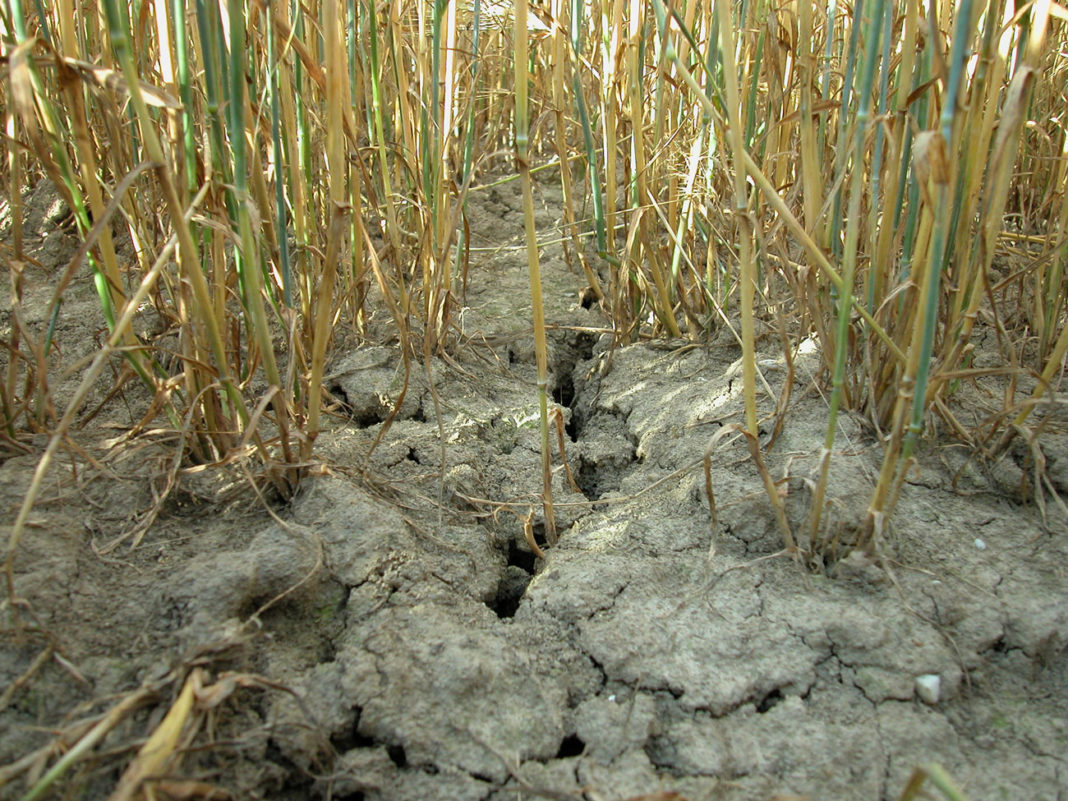 Risse Gerstenfeld ID11514