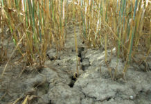 Pflanzen erinnern sich an Trockenheit