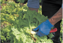 Saisonarbeiterkontingent: Heuer flexiblere Handhabe