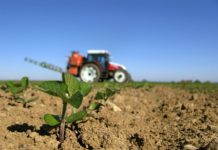 Unkrautfreie Sojafelder