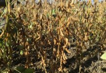 Soja: Richtig düngen für eine ertragreiche Ernte