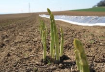 Niederösterreich startet in die Spargelsaison Spargel