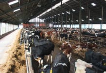 Weniger Ammoniak und mehr Tierwohl durch bessere Belüftung